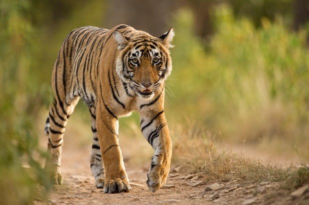 बर्दियामा बाघ आतङ्क: नागरिक साँझ नपर्दे घरभित्र बस्न बाध्य